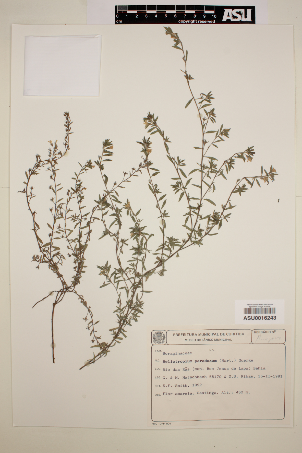 Heliotropium paradoxum image