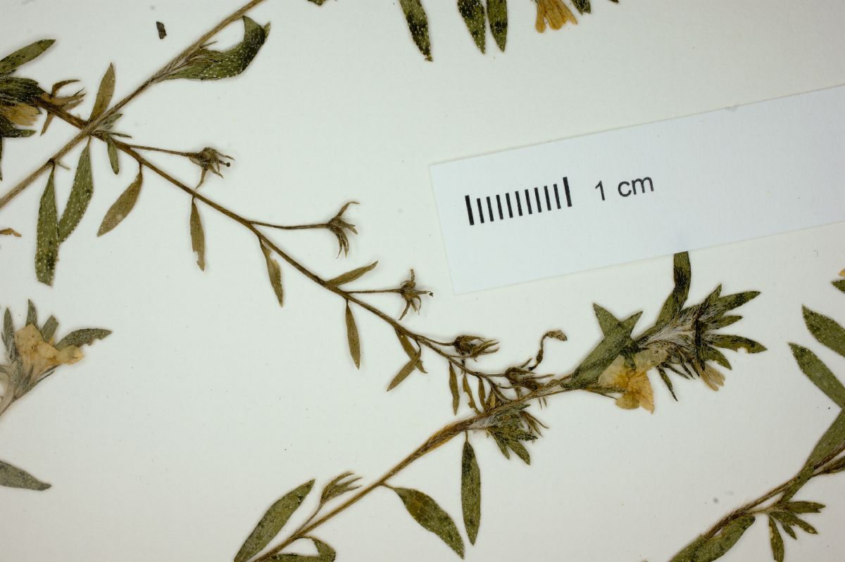 Heliotropium paradoxum image