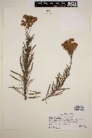 Heliotropium stenophyllum image