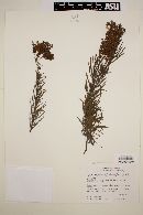 Heliotropium stenophyllum image