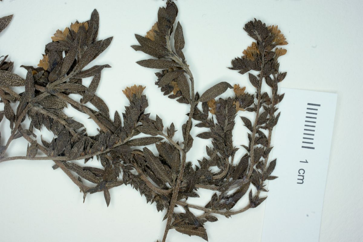 Heliotropium ocellatum image