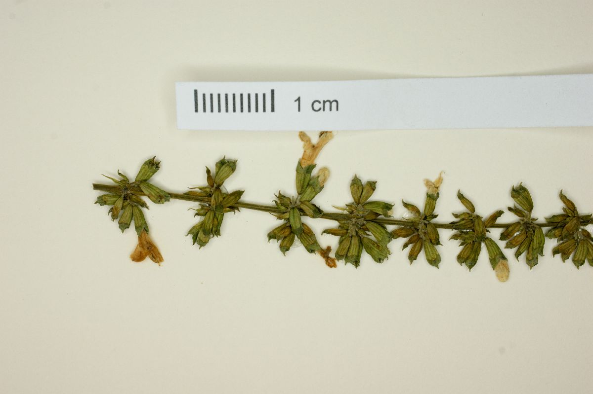 Salvia albiflora image