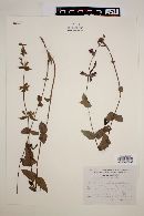 Salvia angustiarum image
