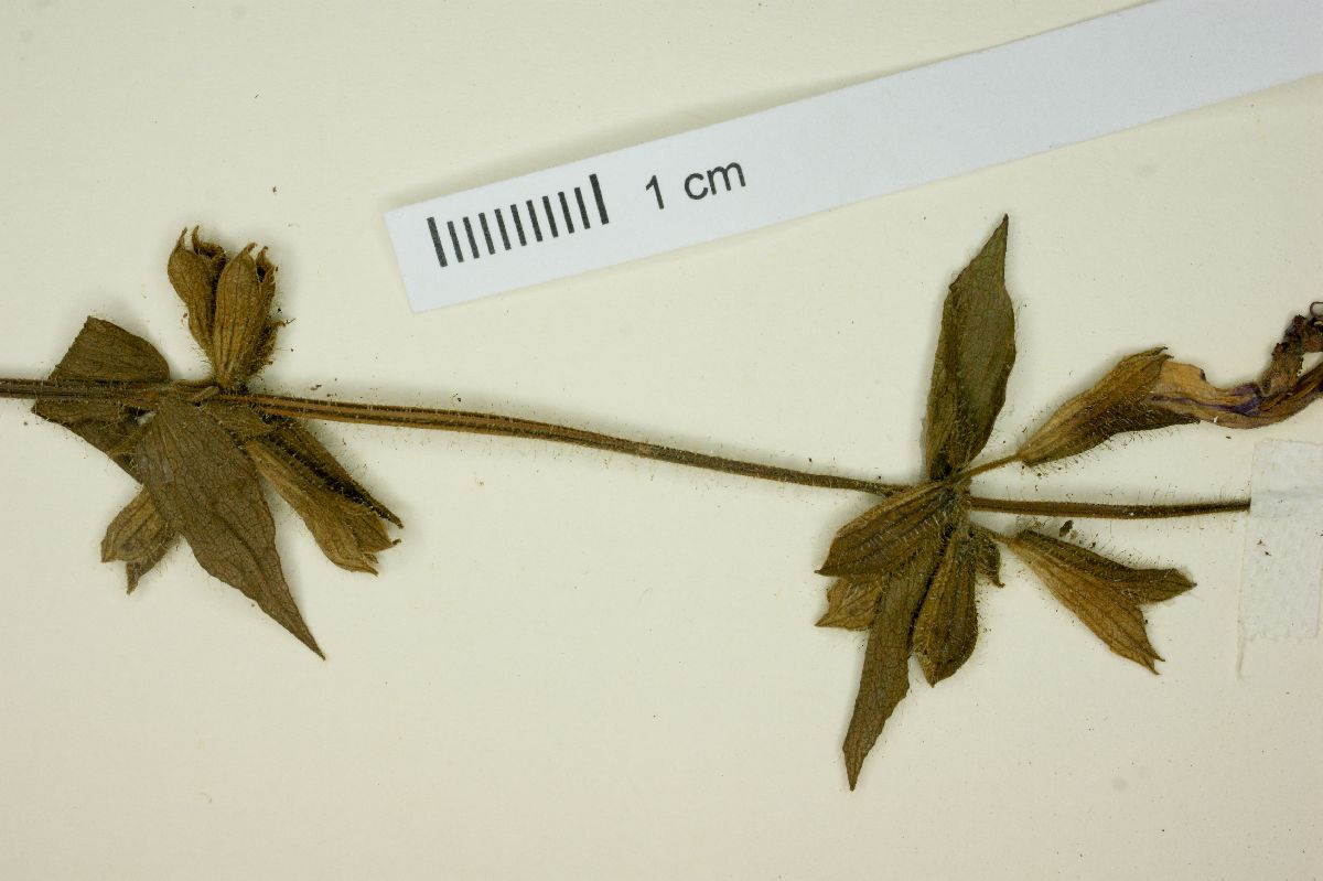 Salvia angustiarum image