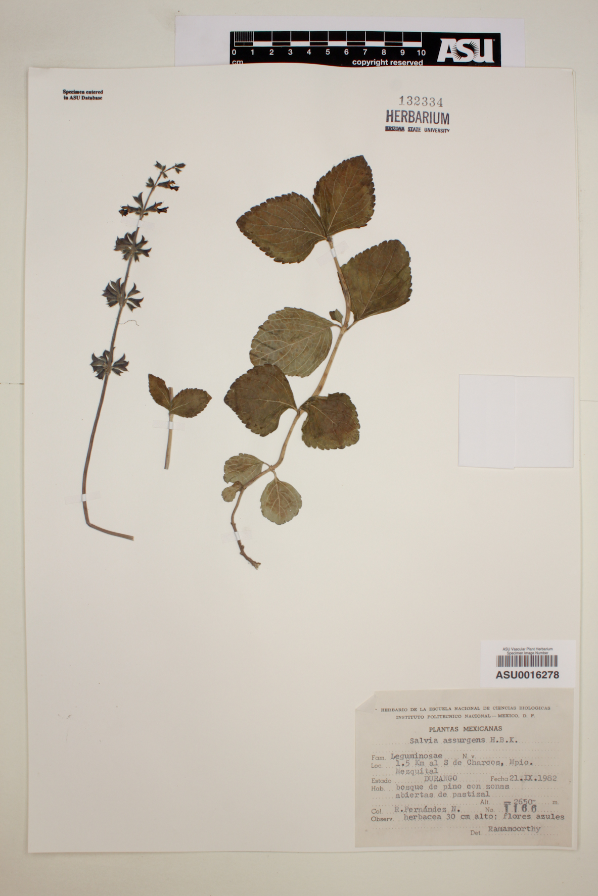 Salvia assurgens image