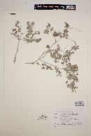 Salvia ballotaeflora image