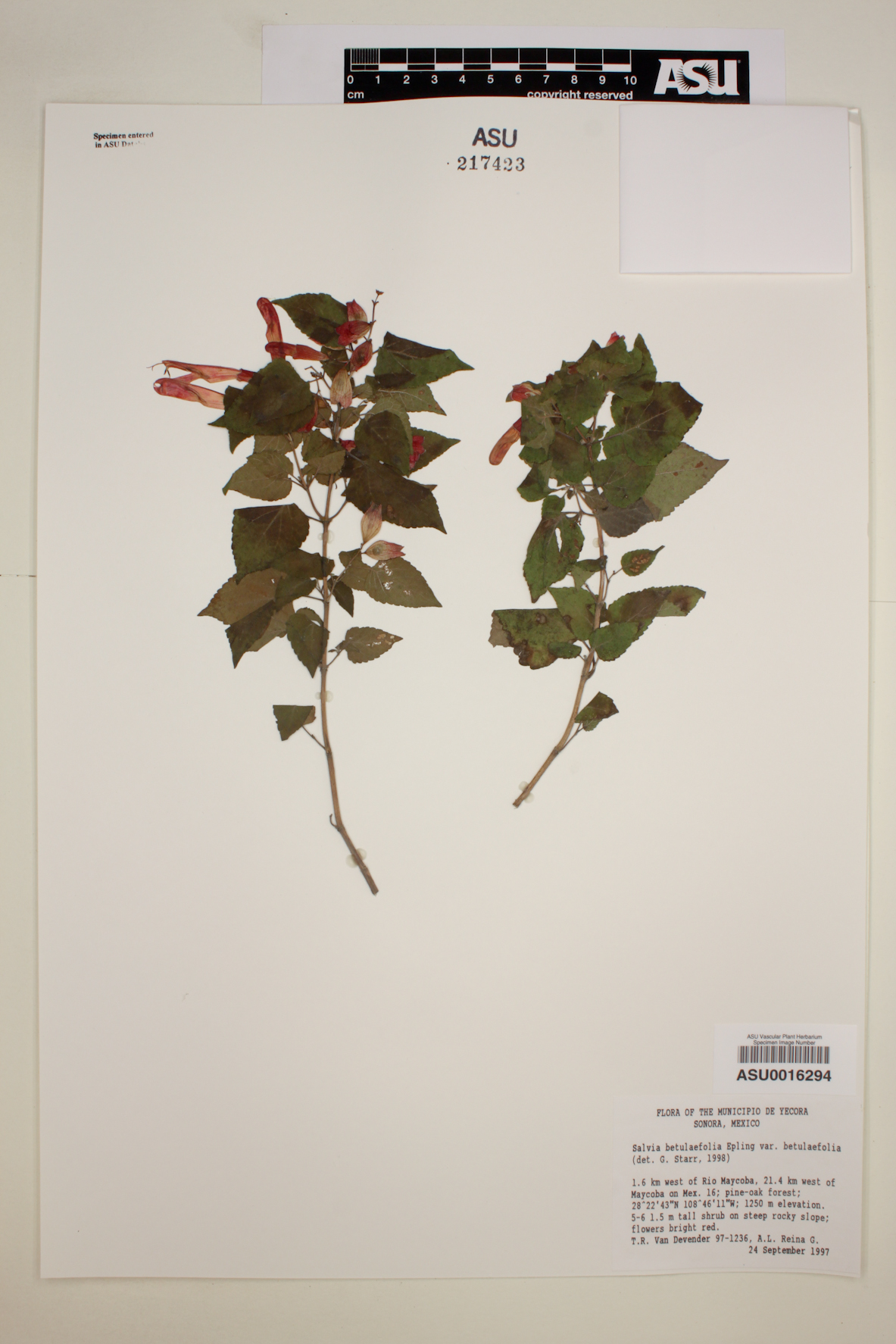 Salvia betulaefolia image