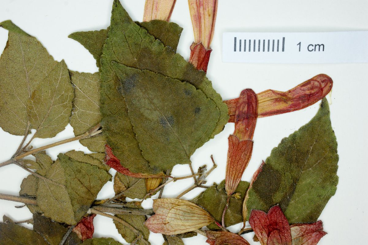 Salvia betulaefolia image
