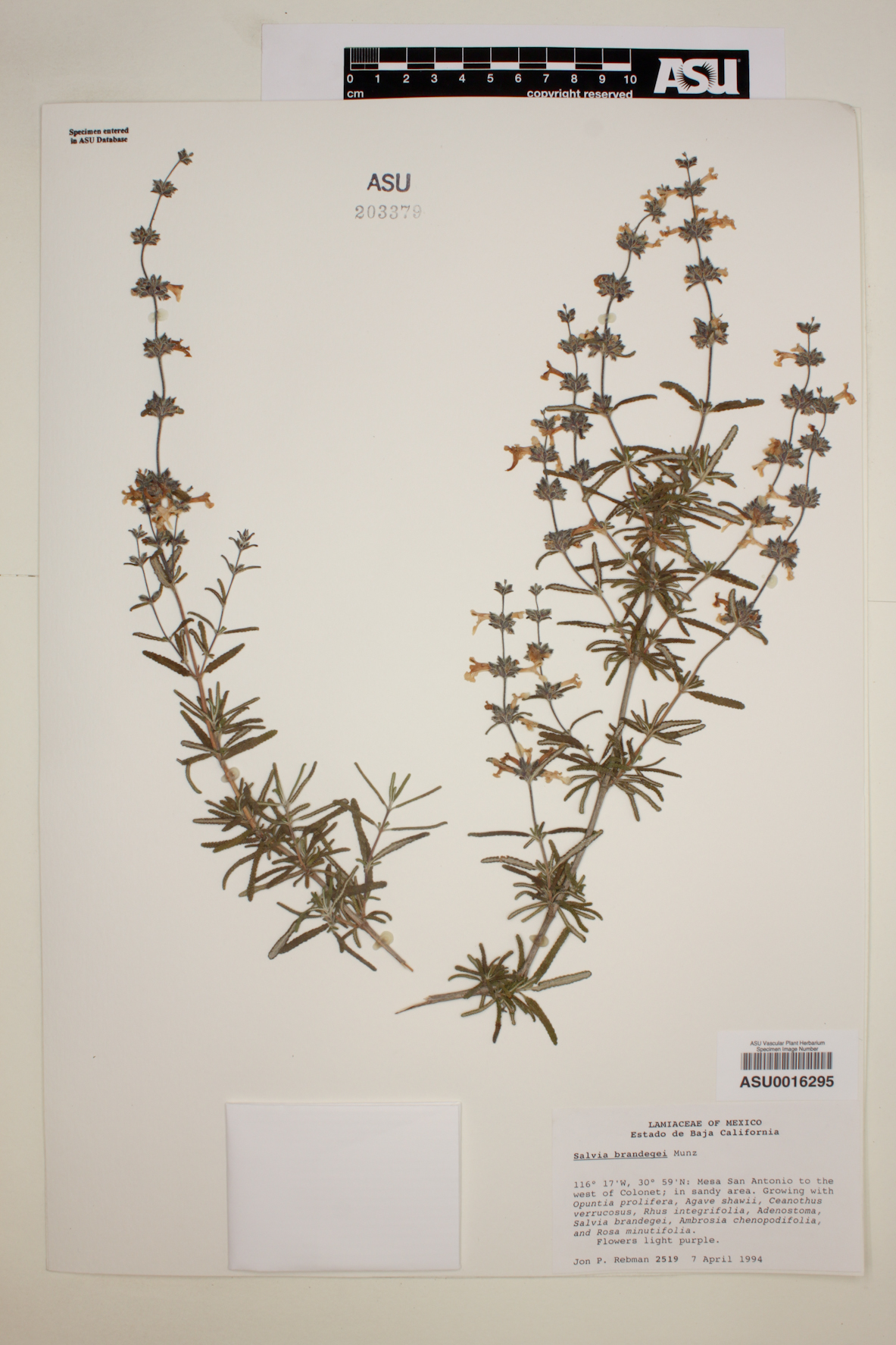 Salvia brandegei image