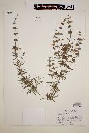 Salvia brandegei image