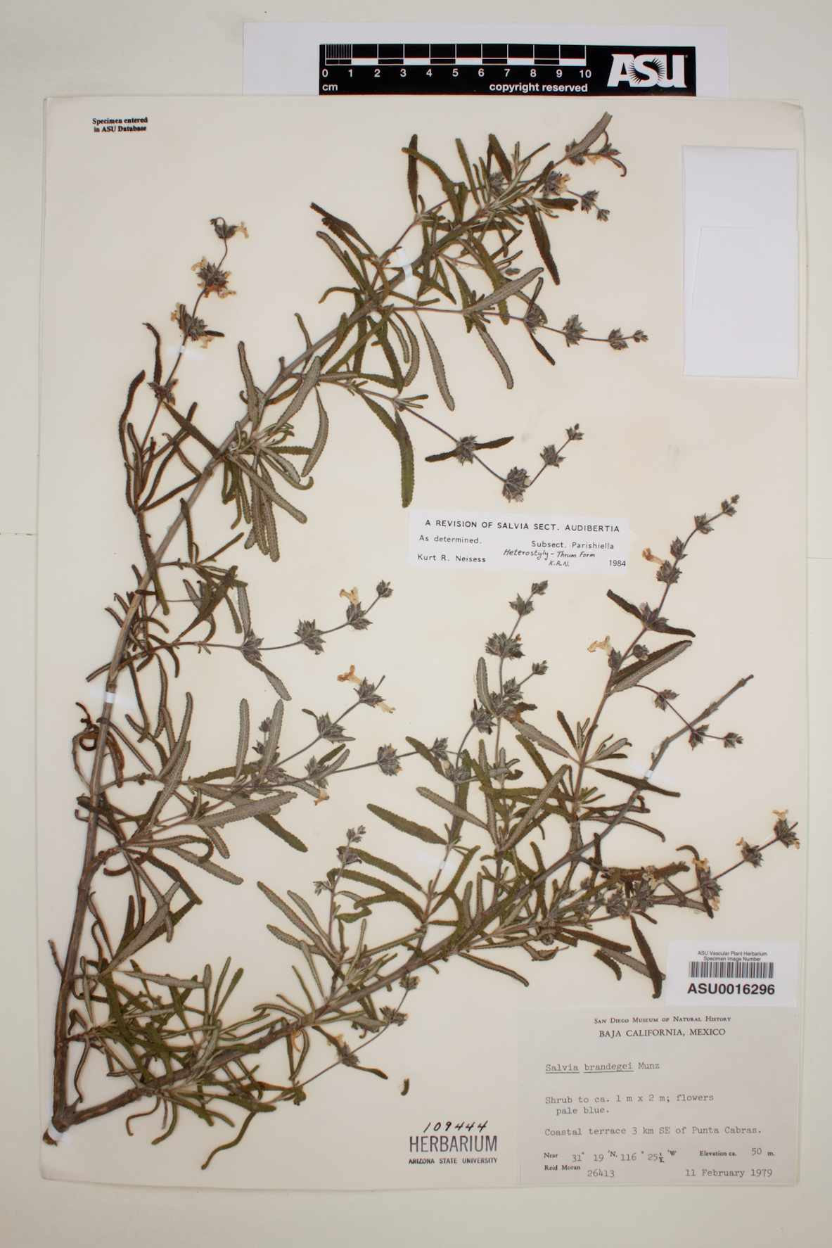 Salvia brandegei image