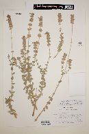 Salvia californica image