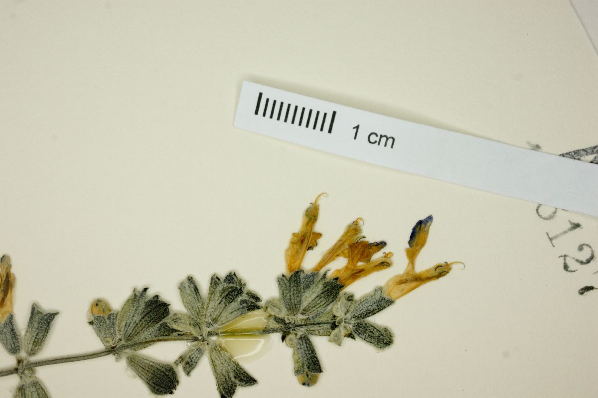 Salvia cedrosensis image