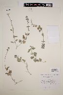Salvia cedrosensis image