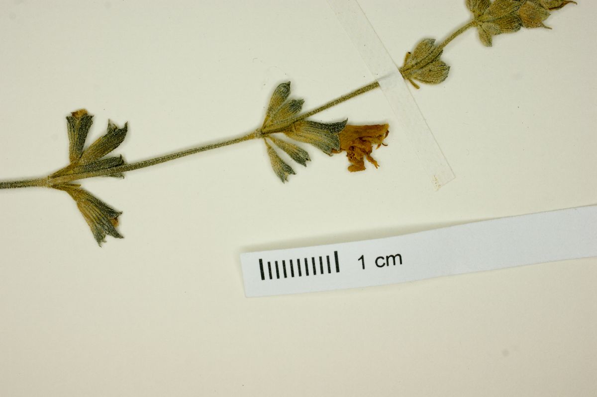Salvia chamaedryoides image