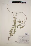 Salvia chamaedryoides image