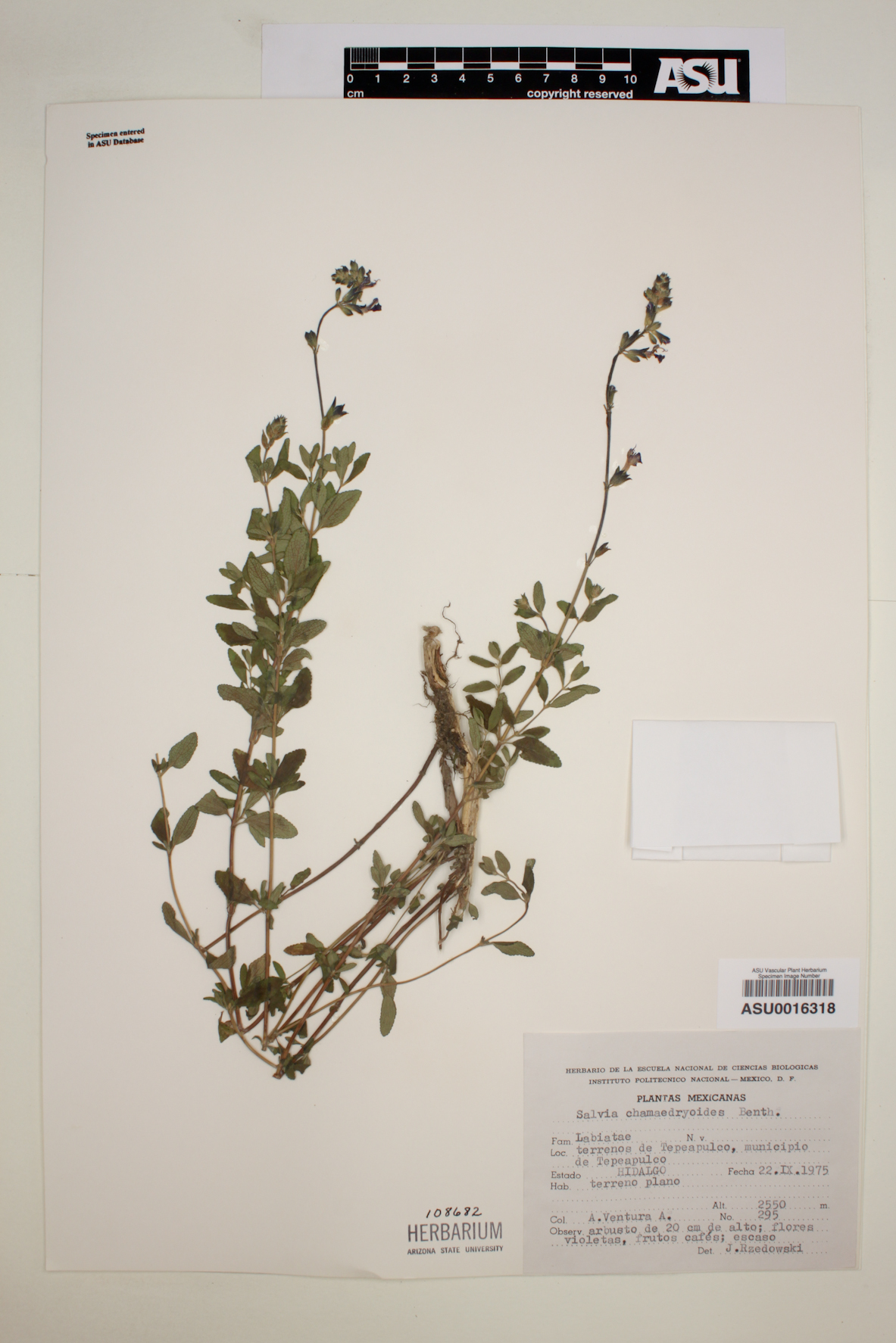 Salvia chamaedryoides image