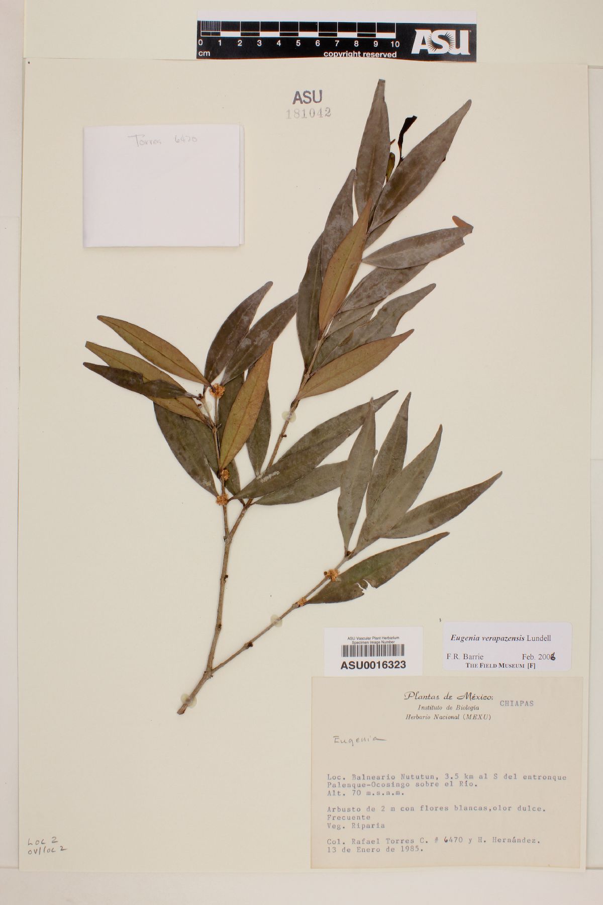 Eugenia verapazensis image