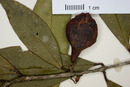 Eugenia verapazensis image