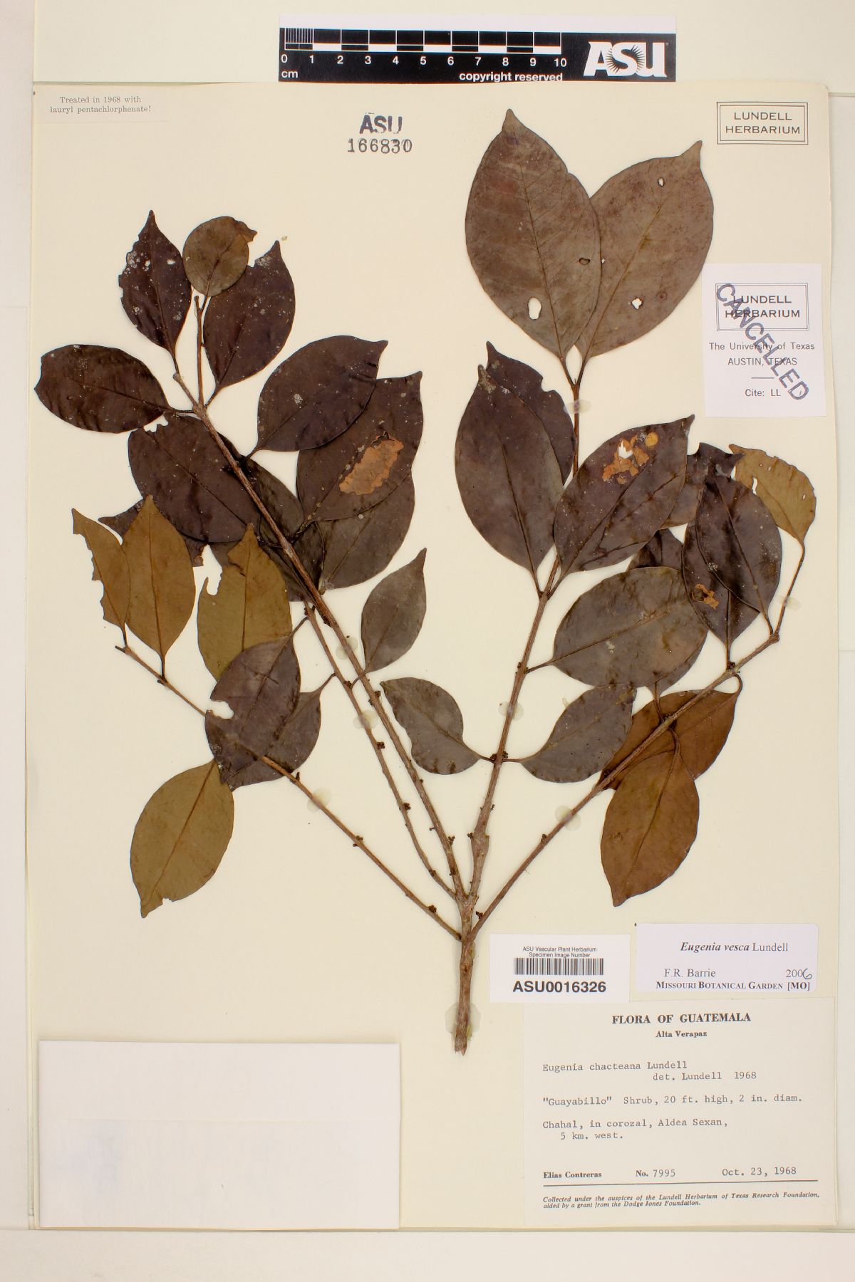 Eugenia vesca image