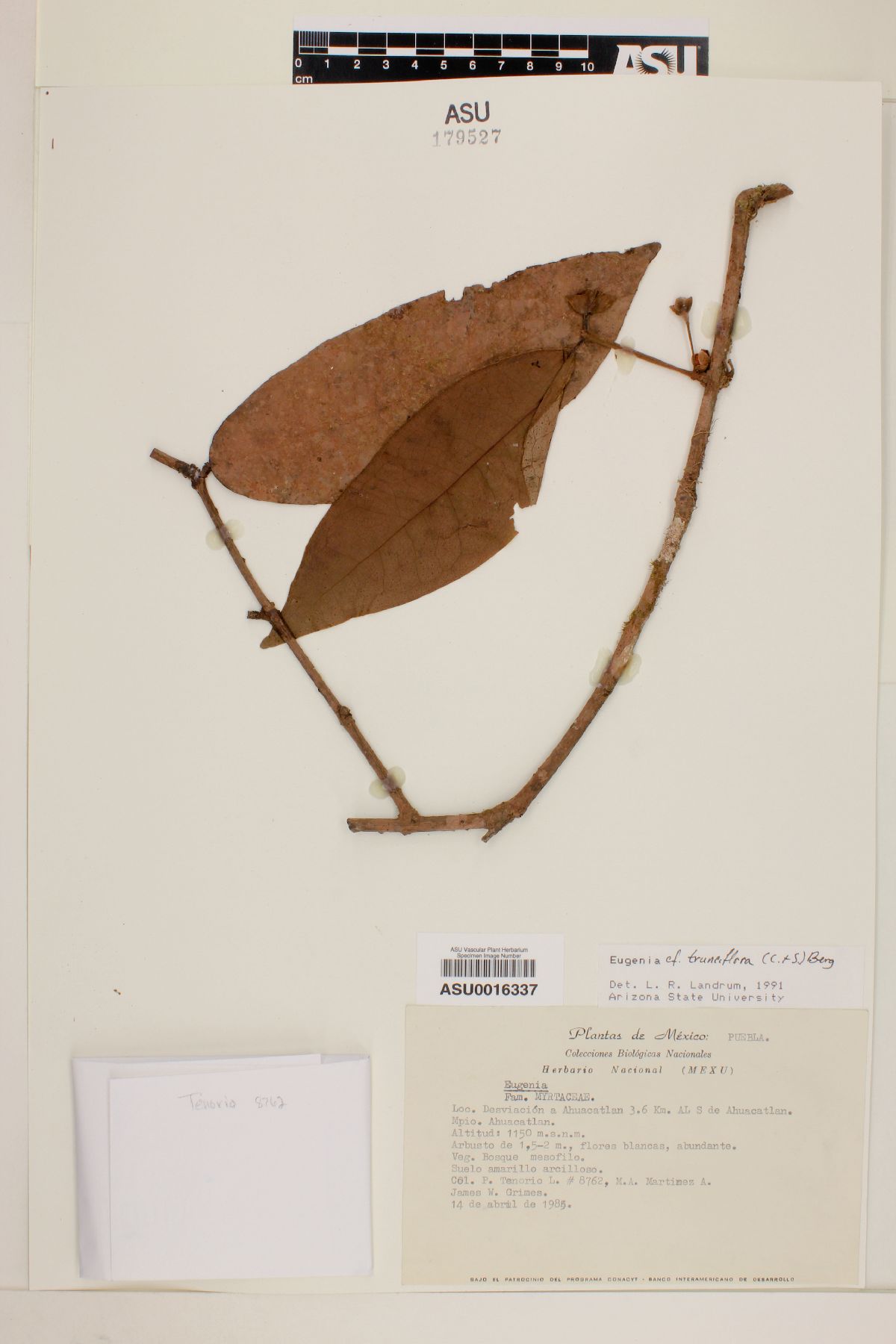 Eugenia trunciflora image