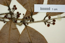 Eugenia trikii image