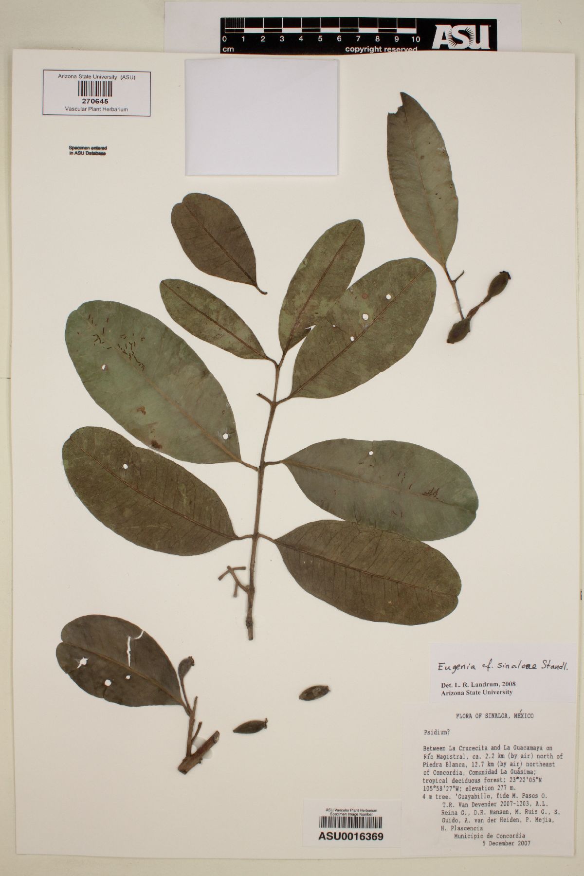 Eugenia sinaloae image