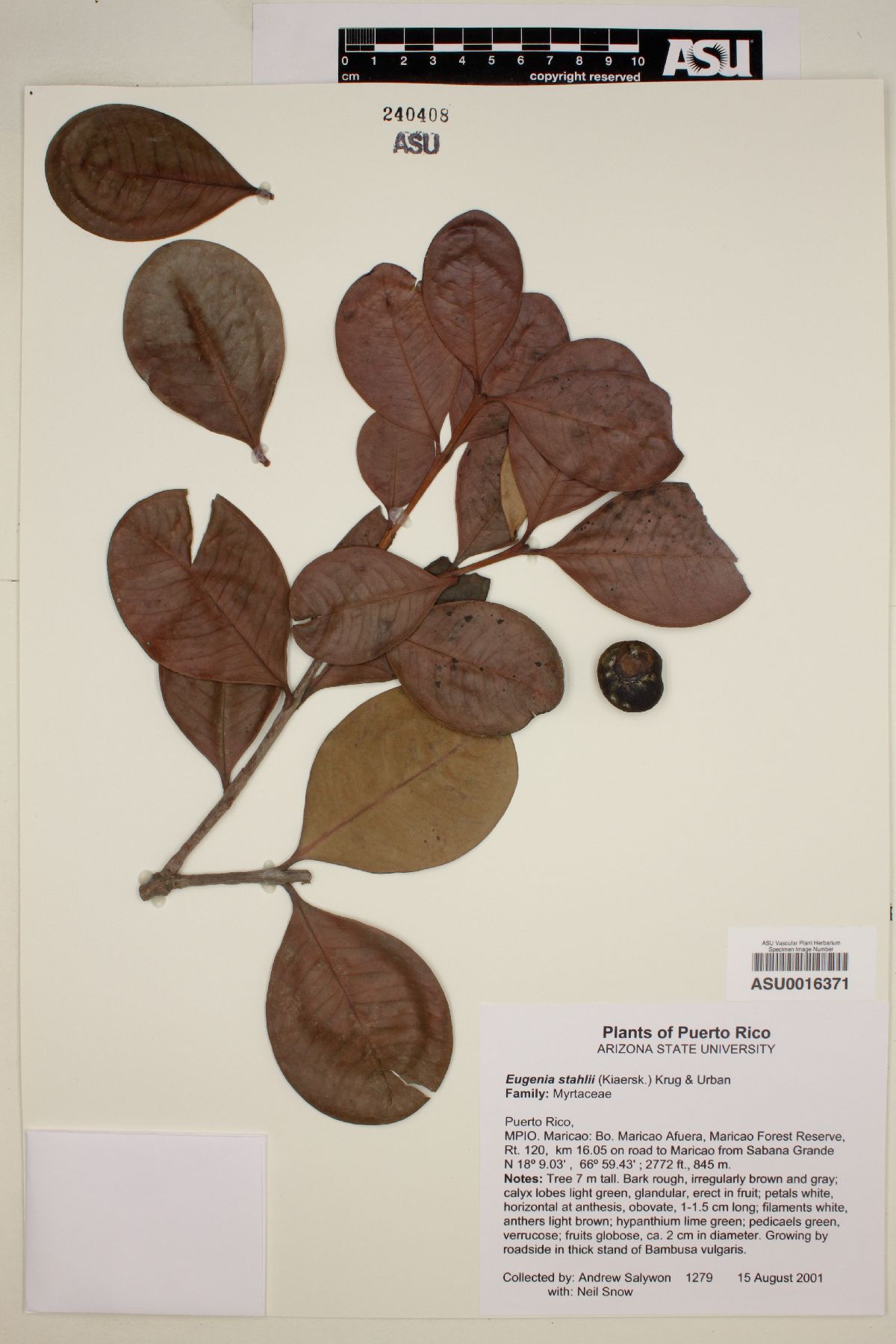 Eugenia stahlii image