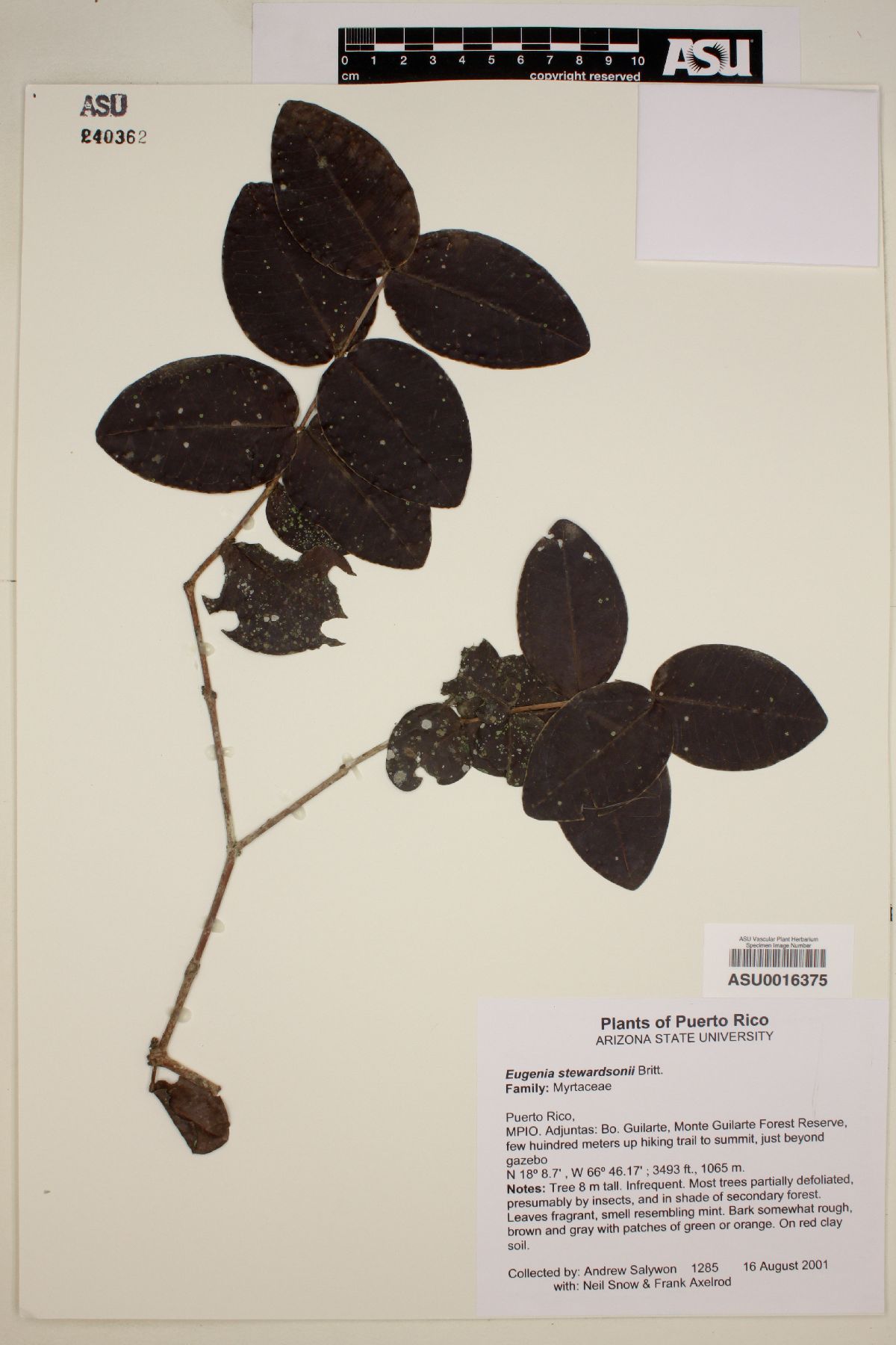 Eugenia stewardsonii image