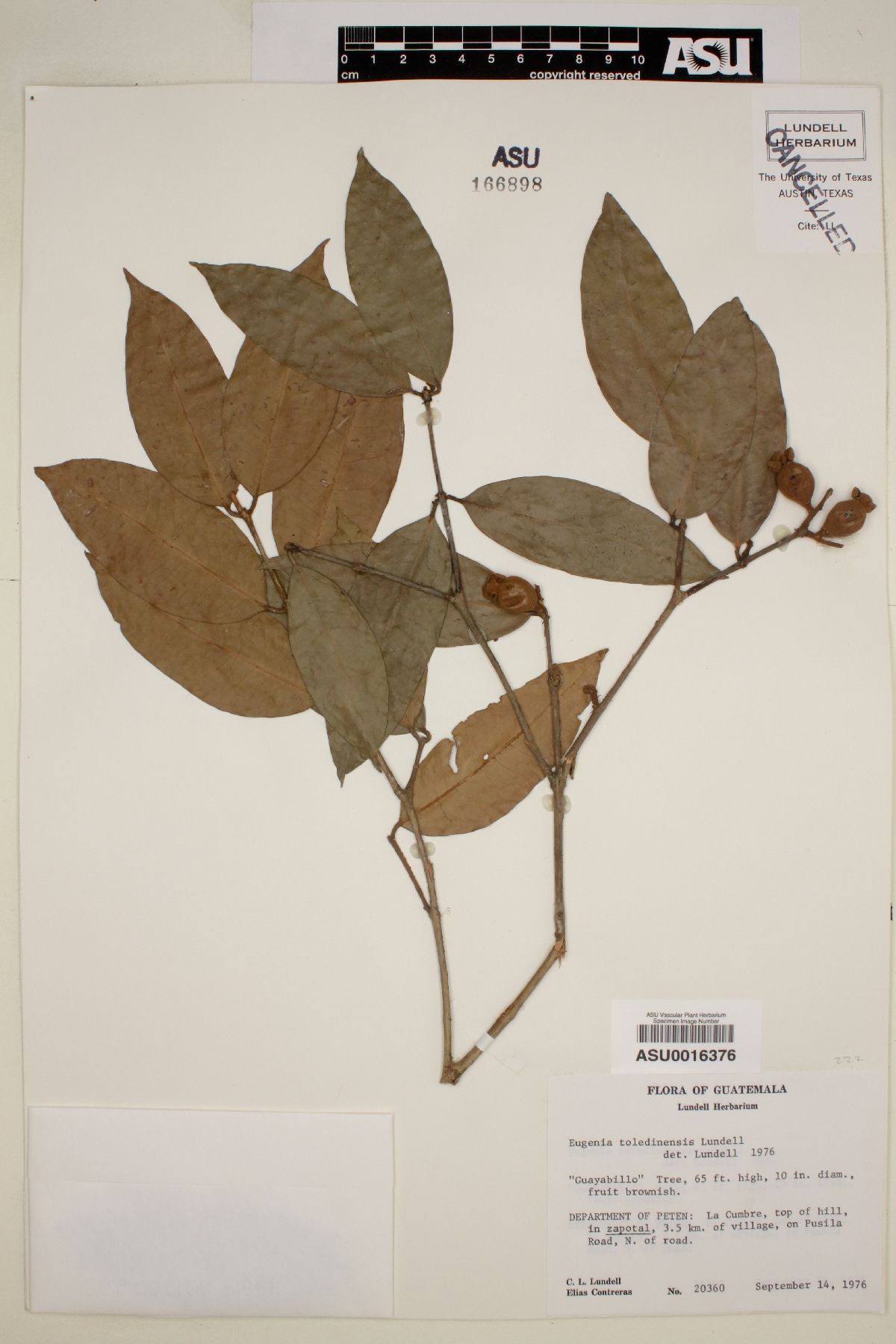 Eugenia toledinensis image