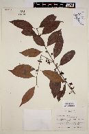 Eugenia shookii image