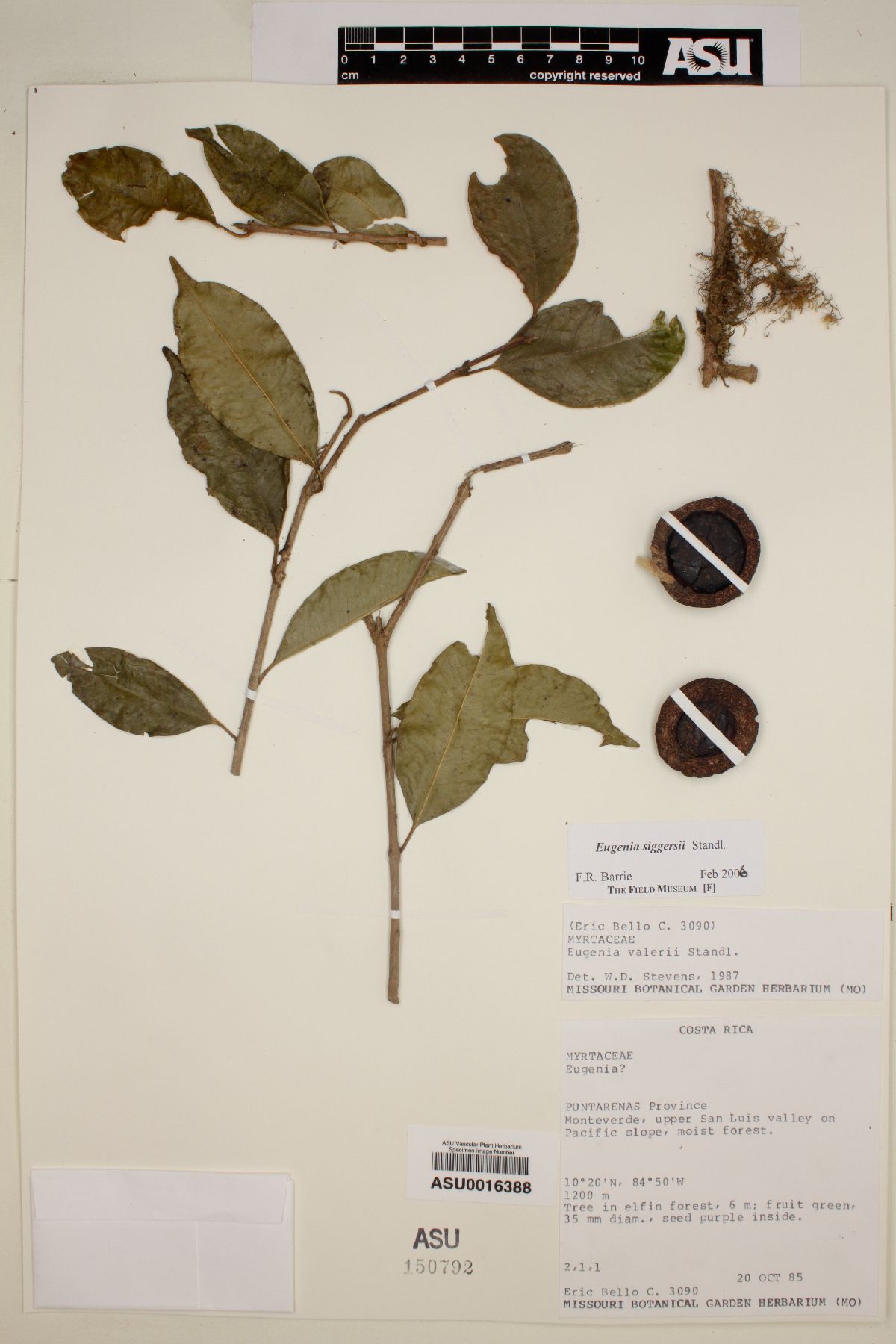 Eugenia siggersii image