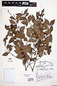 Eugenia procera image