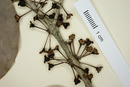 Eugenia winzerlingii image