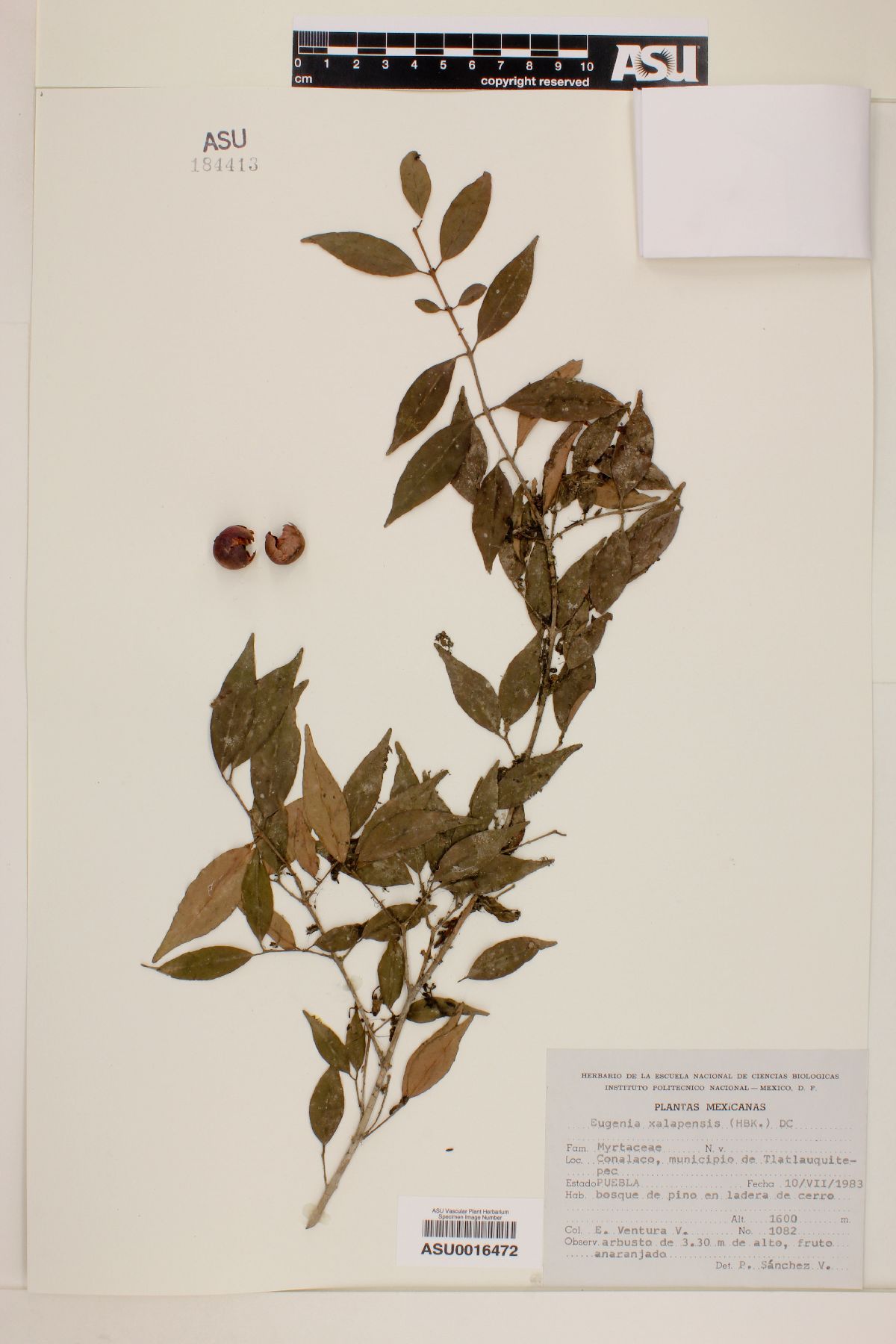 Eugenia xalapensis image