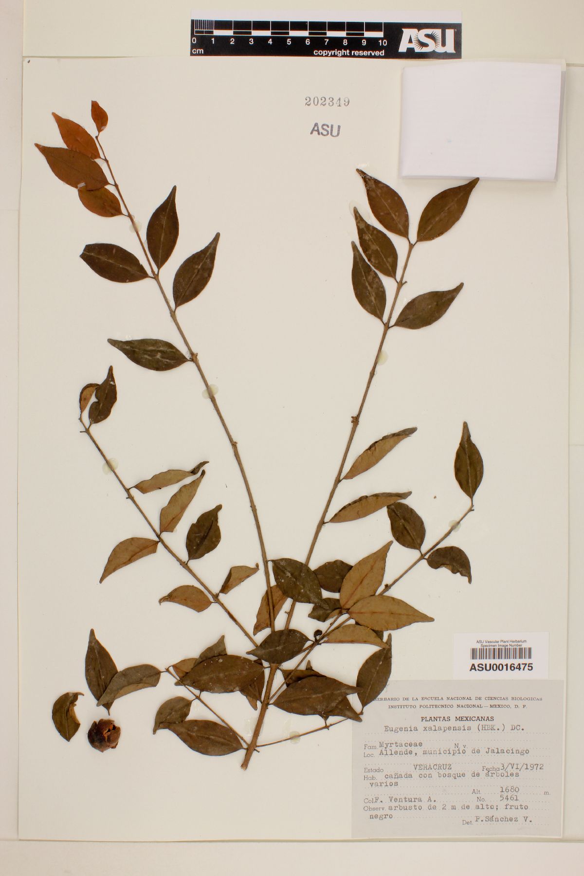 Eugenia xalapensis image