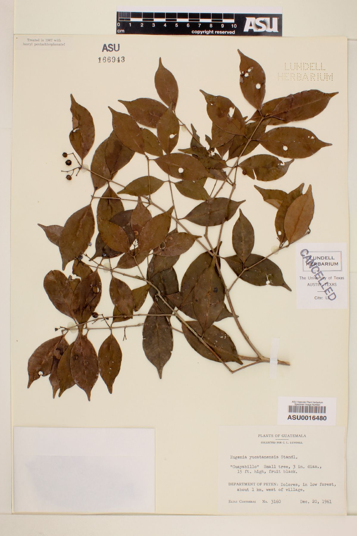 Eugenia yucatanensis image