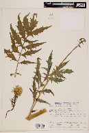 Erechtites valerianifolia image