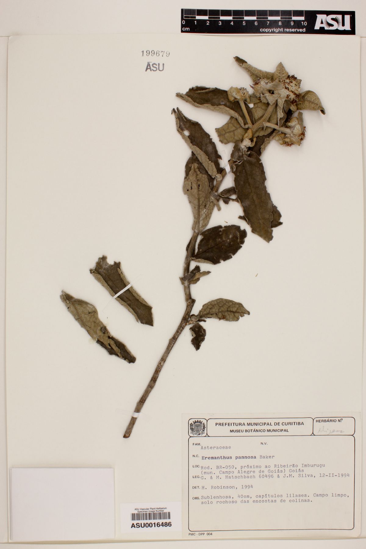 Eremanthus pannosus image