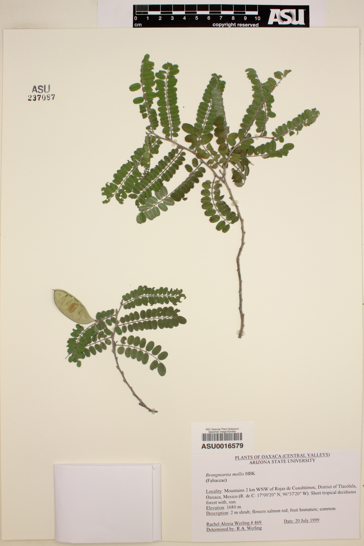 Brongniartia mollis image