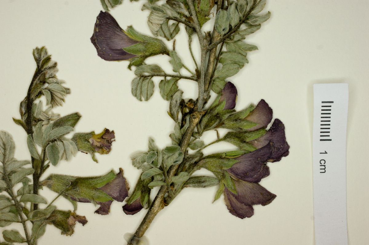 Brongniartia mollis image