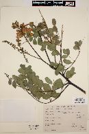 Caesalpinia pulcherrima image