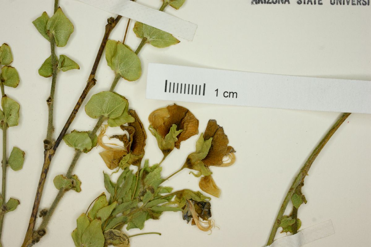 Brongniartia tenuifolia image