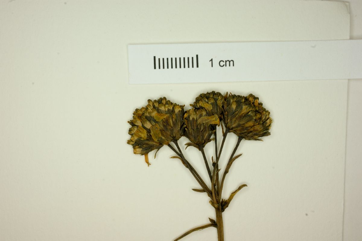 Encelia stenophylla image