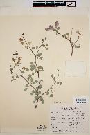 Caesalpinia sessilifolia image