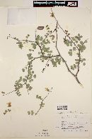 Caesalpinia sessilifolia image
