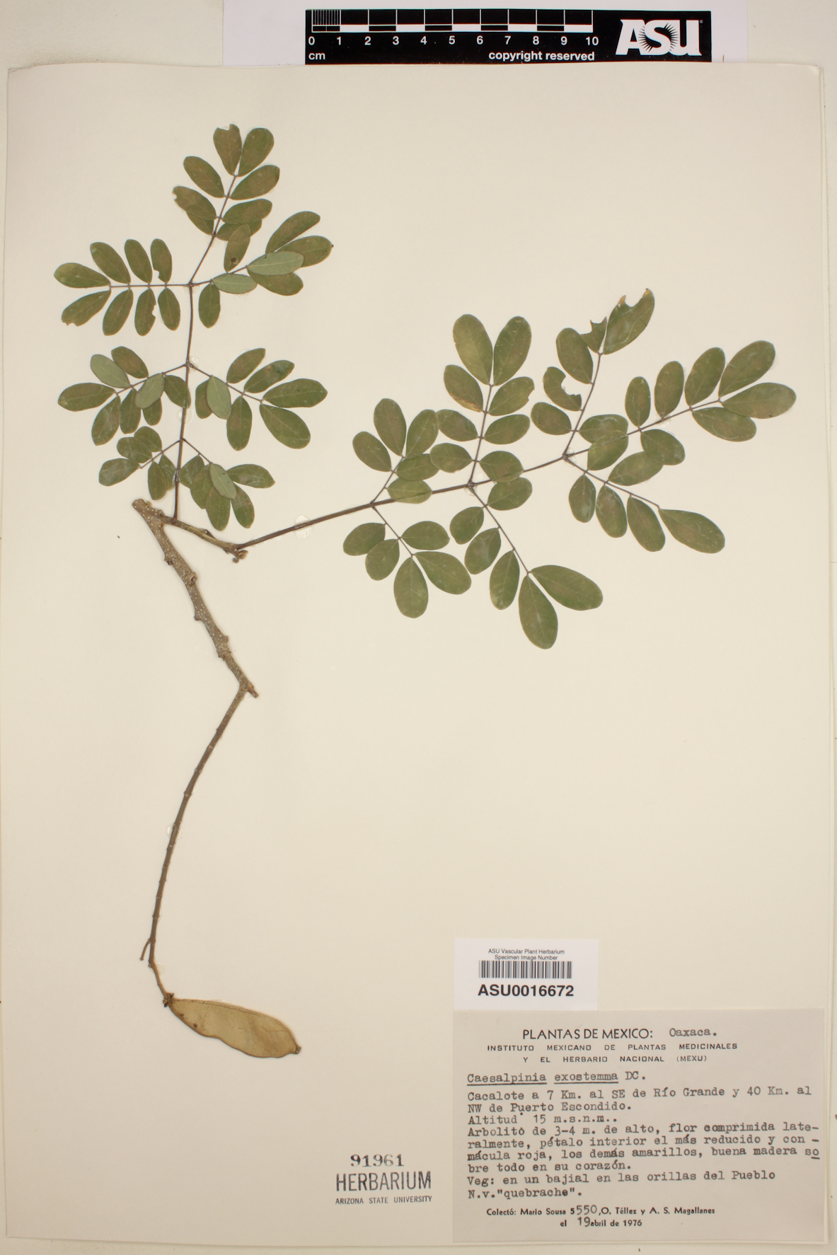 Caesalpinia exostemma image