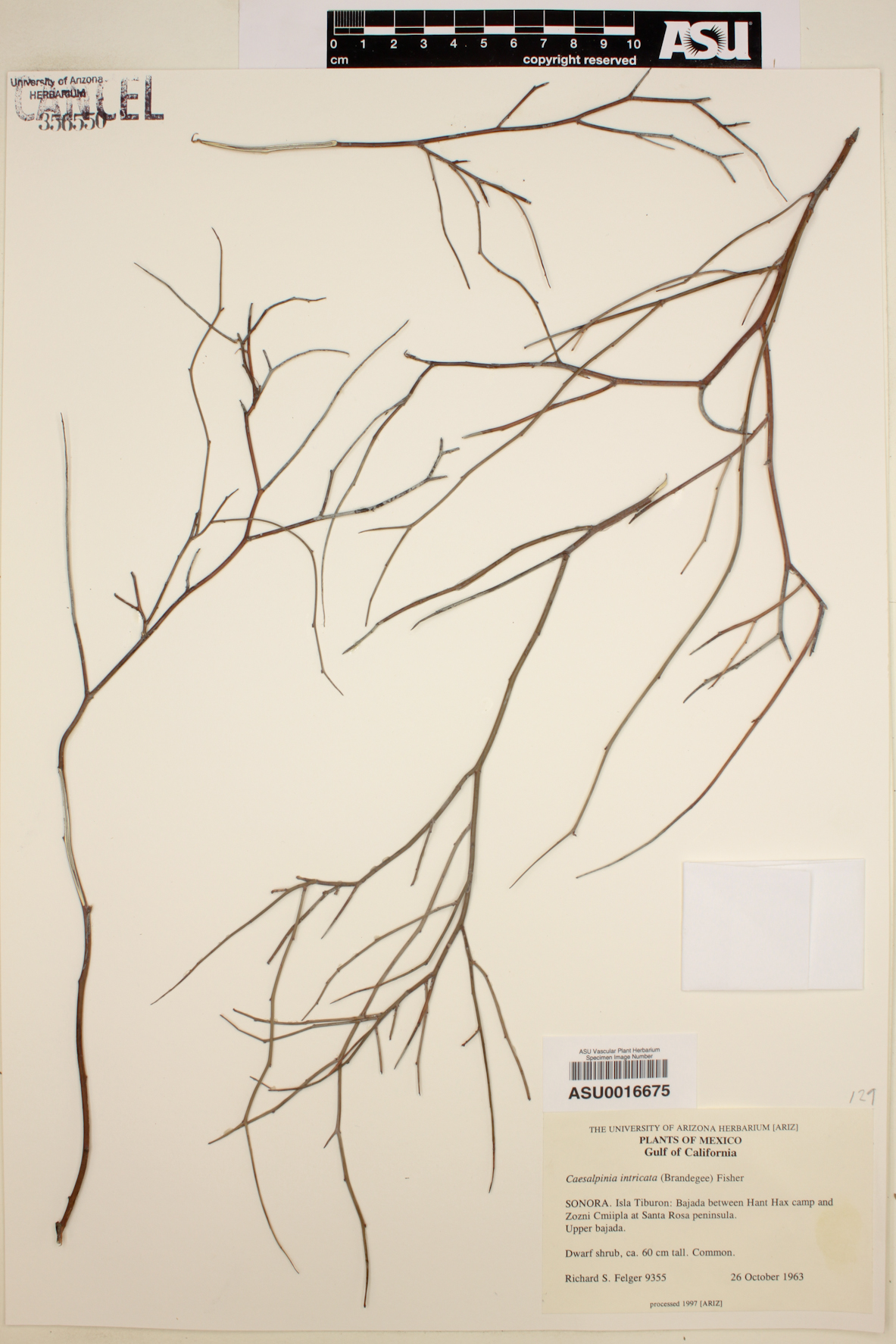 Caesalpinia intricata image