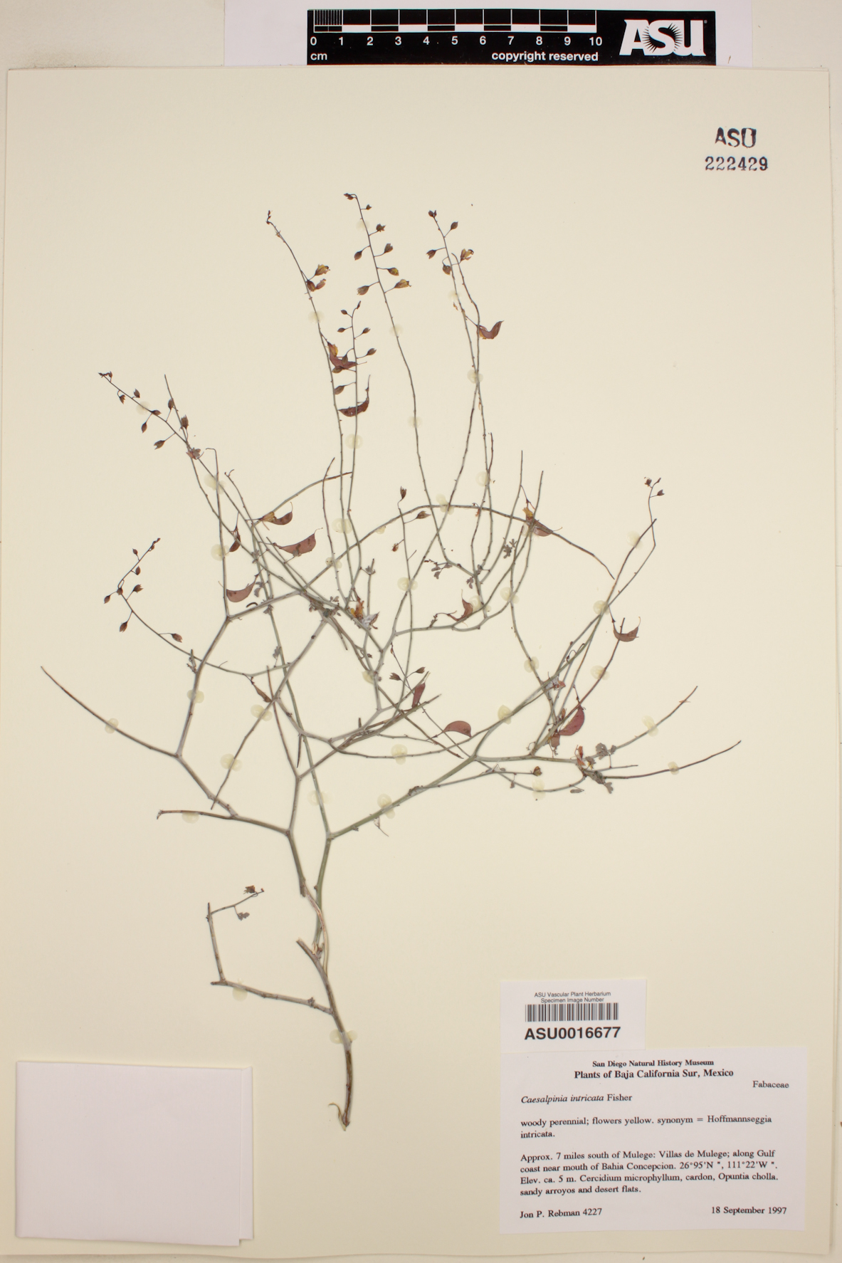 Caesalpinia intricata image