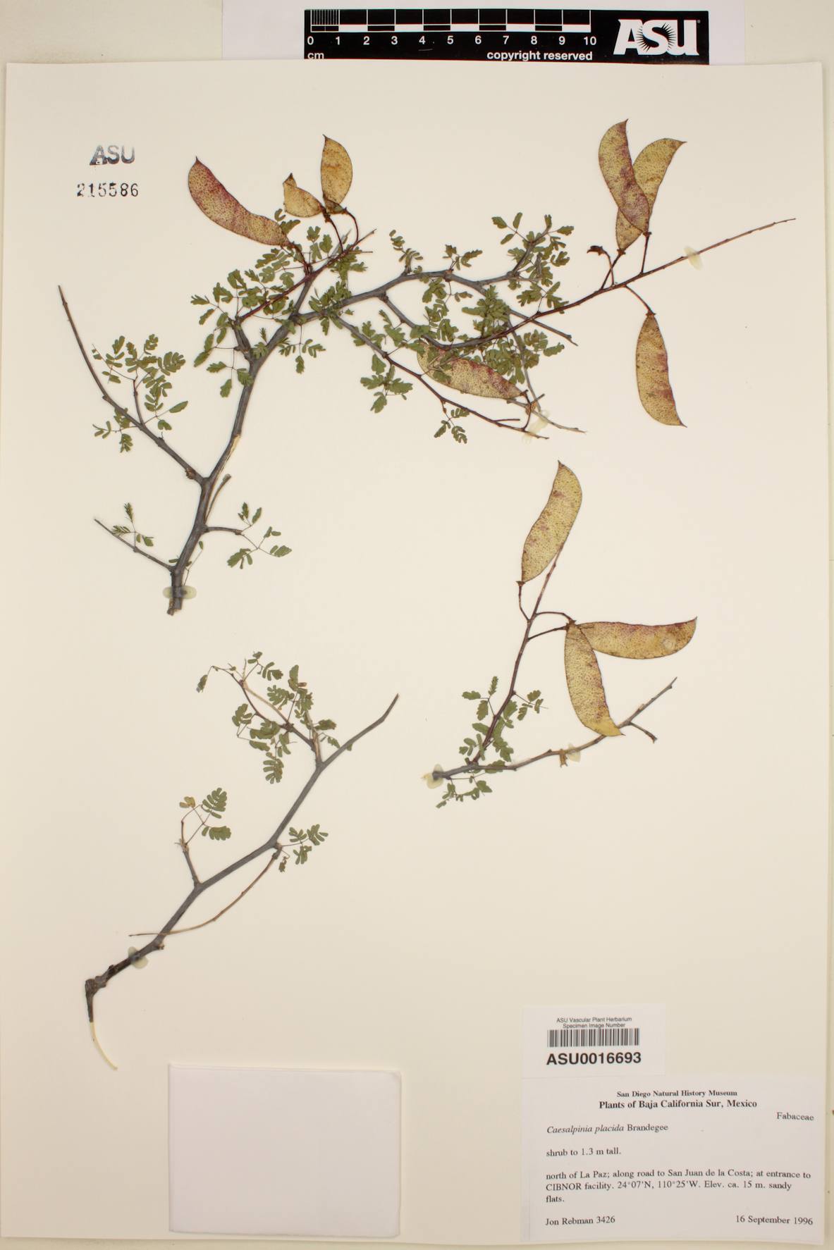 Caesalpinia placida image